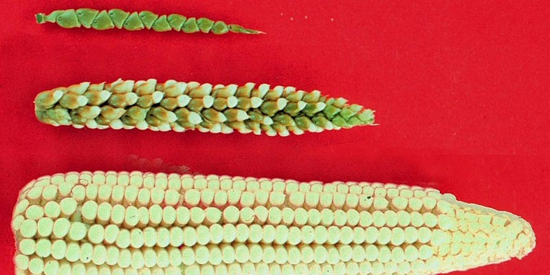 From Wild Grass to Golden Cobs: The Evolution of Corn and More